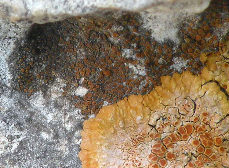 Caloplaca orientale?